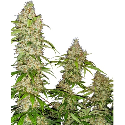 Sensi Seeds Research Banana Kush Cake semena neobsahuji THC 3 ks