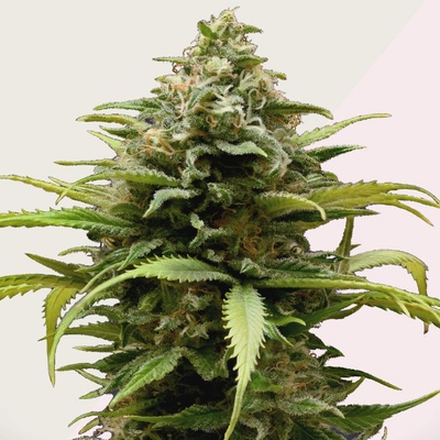 Kera Seeds White Thunder semienka neobsahujú THC 1 ks