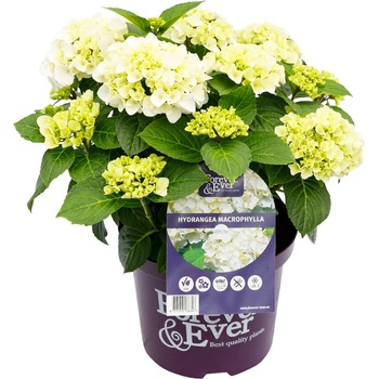 Forever & Ever® Macrophylla White Forever & Ever®