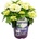 Forever & Ever® Macrophylla White Forever & Ever®