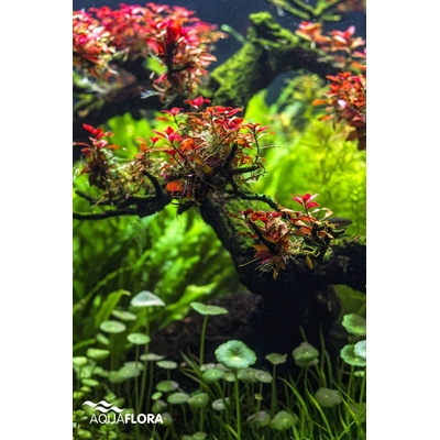 Ludwigia sp. Super Red