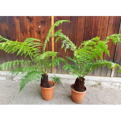 Dicksonia antarctica - kmeň 20-25cm