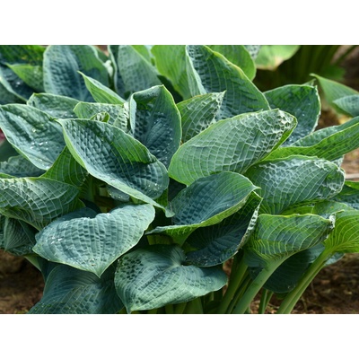 Hosta Big Daddy - Funkia, kont. 1 l