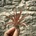 Tillandsia abdita Red