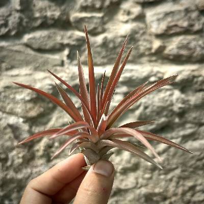 Tillandsia abdita Red