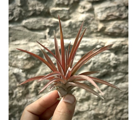 Tillandsia abdita Red