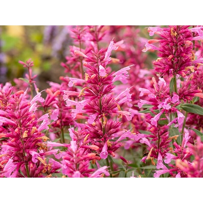 Agastache Rosie Posie
