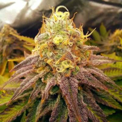 Tastebudz Reefereshers semena neobsahují THC 3 ks