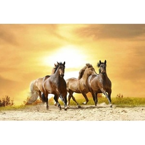 DIMEX ART Флизелинов фототапет коне при залез слънце 375 x 250 см