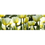 DIMEX ART Фототапет за кухня - бели лалета 180 x 60 см