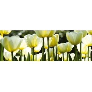 DIMEX ART Фототапет за кухня - бели лалета 180 x 60 см