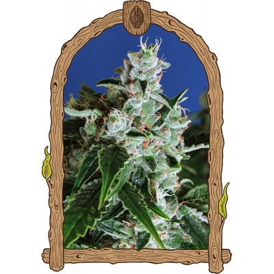 Exotic Seeds Sir Jack AUTO semena neobsahují THC 5 ks
