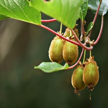 Minikiwi Issai (rostlina: actinidia arguta Issai) - semena minikiwi 7 ks
