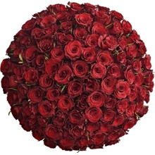 Kytice 100 červených růží SIMPLY RED 70 cm