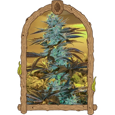 Exotic Seed Purple Monkey Auto semienka neobsahujú THC 3 ks