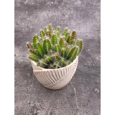 Hylocereus Undatus, miluje slunce