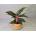 Aglaonema Emerald Stone