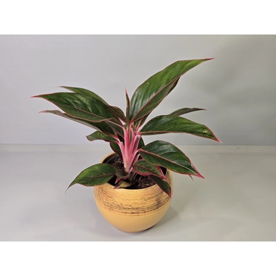 Aglaonema Emerald Stone