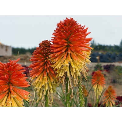 Fakľovka aloovitá Poco Daybreak - Kniphofia uvaria, kont. 0,5 l