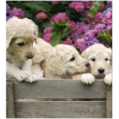 DIMEX MS-3-0224 vliesová fototapeta na zeď Šteňatá labradora, rozmery 225 x 250 cm