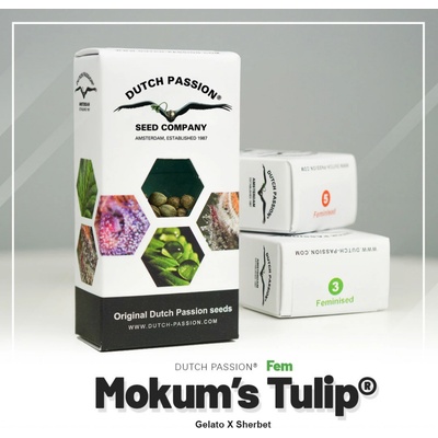 Dutch Passion Mokum’s Tulip semena neobsahují THC 3 ks