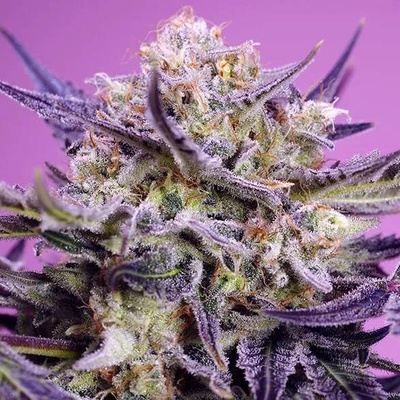 Sweet Seeds Pink Guava F1 Fast Version semena neobsahují THC 3 ks