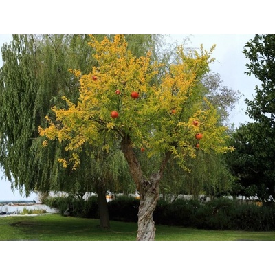Granátové jablko Wonderful, na 40-50 cm kmienku, výška 180-210, kvetináč 55 l