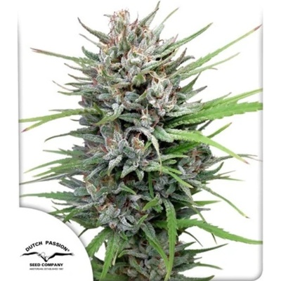Dutch Passion Passion #1 semena neobsahuji THC 100 ks