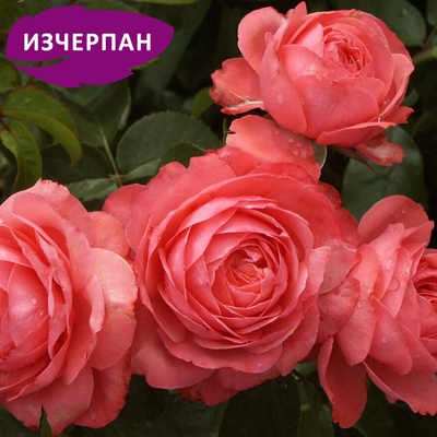 Катерлива Роза Rosanna® -Kordes®