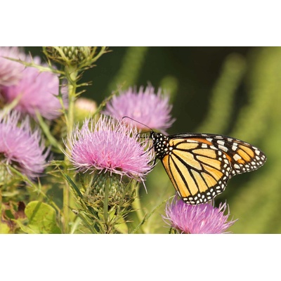 DIMEX ART Флизелинов фототапет пеперуда монарх 375 x 250 см