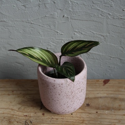 Calathea beautystar baby