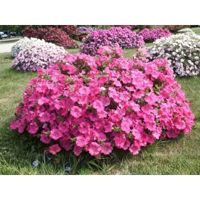 Petúnia Surfínia Conchita Grande Pink