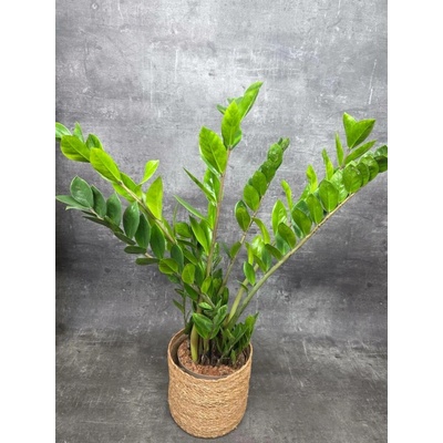Zamioculcas Zamiofolia 17 cm