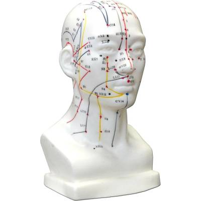 Hwato Akupunkturní model hlavy, 19 cm