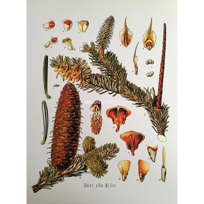 Obrázek na matném papíru Abies 30,5 cm x 40,8 cm – Hledejceny.cz