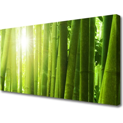 Obraz na plátně Bambus Rostlina 100x50 cm