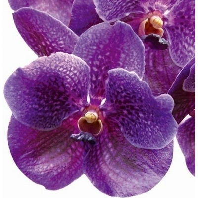 DIMEX | Obraz na skle | Fialová orchidea GL-30-027 | 30 x 30 cm