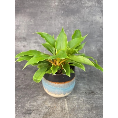 Chlorophytum Green Orange 12 cm