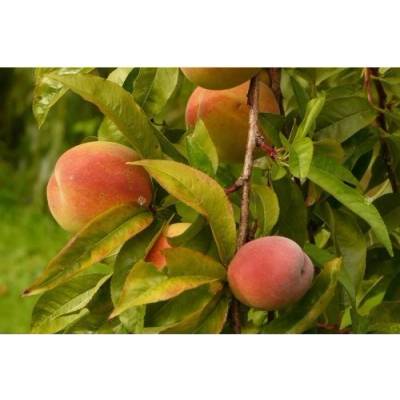 Broskyňa obyčajná (Prunus persica) ´RAKONIEWICKA´ - neskorá, výška 140-160 cm, voľnokorenná