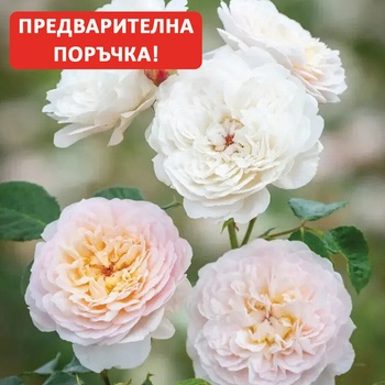 David Austin® Щамбова Роза Emily Bronte® - (David Austin®)