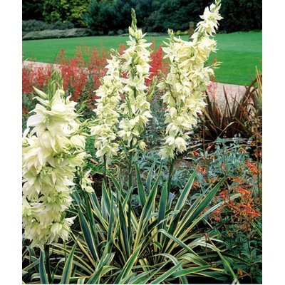 Yucca filamentosa BRIGHT EDGE - juka vláknitá