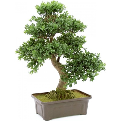 Bonsai v truhlíku