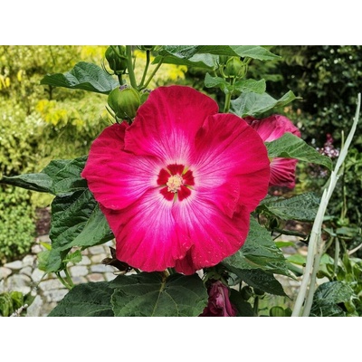 Ibištek bahenný Red Jake, výška 20-30 cm, kvetináč 1,5 l