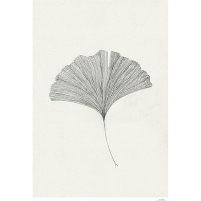 Plagát 50x70 cm Ginkgo Leaf – Ana Frois – The Poster Club