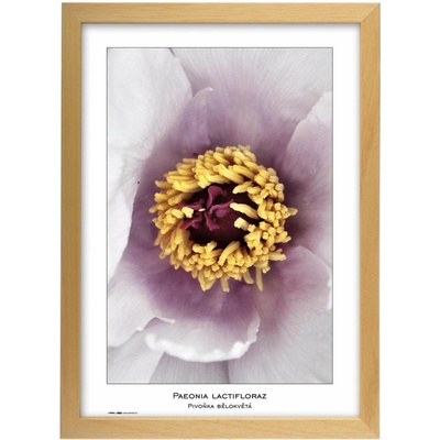 TRADAG Natura 29,7 x 42 - A3 přírodní – Zboží Živě