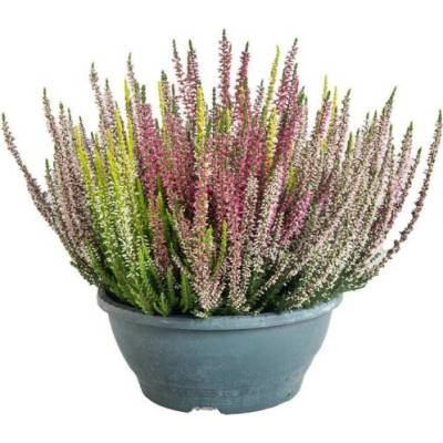 Vřes obecný Trios, Calluna vulgaris, tříbarevný, miska, průměr květináče 23 cm