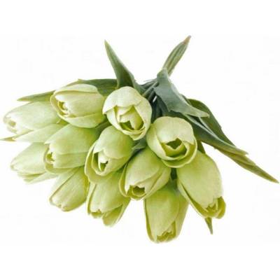 Tulipán s listem 6 ks - světlá zelená