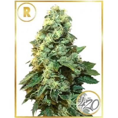 Mr. Hide Seeds Mr. 420K regular semena neobsahují THC 7 ks