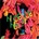 BJORK: INNOCENCE CD