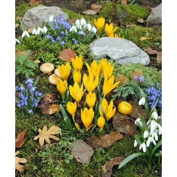 Lužanka žltá 'Sternbergia lutea' 3 ks